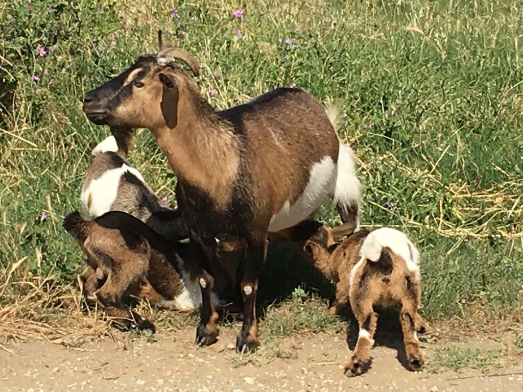 Agriturismo Terre Di Musignano Villa Canino Buitenkant foto