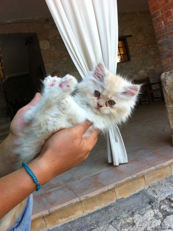 Agriturismo Terre Di Musignano Canino Buitenkant foto
