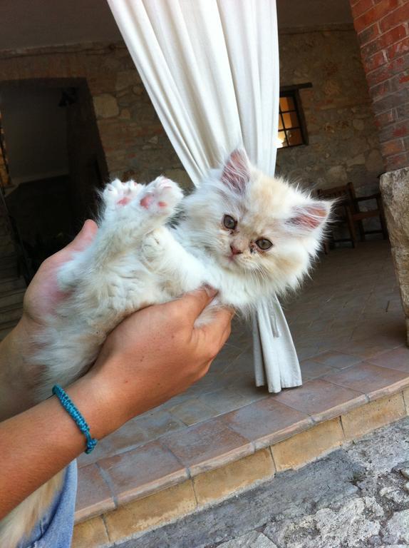 Agriturismo Terre Di Musignano Villa Canino Buitenkant foto